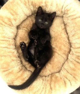 貰われました　1/19予約されました　2025/12/17	掲載					■名前：	子猫	25-K199	■仮名：	あずき		■性別：	メス		■年齢：	2か月くらい		■ノミダニ駆除　　済（薬品名：レボリューションプラス）		■寄生虫駆除　　　済		■ワクチン接種　　済（3種混合）1回目■血液検査　　済　猫エイズ、猫白血病ともに陰性		（まだ幼いので、生後6か月くらいでの再検査をおすすめします）			秋田市で保護されています						好奇心旺盛　ボール遊びが好きな女の子トイレの失敗なく覚えるなど賢い子です　			保護時60gで小さい子でした現在は食欲もあり元気一杯ですが、同じ月齢の子よりやや小さめです						■連絡先：E・佐々木　　電話　080-3489-7436			（仕事の都合により平日は18時半～21時までにお願いします）			