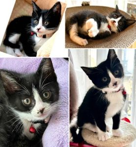 貰われました　2/4予約になりました　1/112025/12/22掲載■名前:子猫　25-K406■性別:メス■年齢:1ヵ月半くらい　(推定2025/11/1生まれ)■ノミダニ・寄生虫駆除済(フロントラインスプレー・ドロンタール済)■ワクチン接種済(３種)抱っこ大好き甘えん坊さんです一人遊びも上手で、活発な女の子預かり宅の大人猫さん達にやんわり教育的指導を受けながらも可愛がられる愛されキャラですまっすぐしっぽトイレ・留守番、出来ます■連絡先・受付時間　(両名受付可能・メールでの譲渡受付はしておりません)🐈大嶋　070-3390-3998　 9：00～21：00  ※留守番電話に切り替わった際はお名前・ご用件・希望の猫の番号等を残していただけると助かります🐈嵯峨　080-3489-9874   月～金曜日　17：00～21：00   土～日曜・祝日　7：00～21：00  ※電話がつながらない場合は下記アドレスに希望の猫番号・お名前・お電話番号をご連絡お願いいたします　  折り返しご連絡いたします　　ご連絡が翌朝になることがありますのでご了承ください　  saga.m-inunekoakita@ymobile.ne.jp