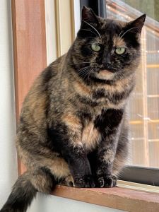 2025/12/24	掲載			■名前：	成猫	25-C52■仮名：	ハンナ	■性別：	メス	■年齢：	4～5歳くらい	■ノミダニ駆除　　済（薬品名：ネクストガードキャットコンボ）	■寄生虫駆除　　　済	■ワクチン接種　　済（5種混合）	■避妊手術　　済	■血液検査　　済（猫エイズ 陽性、白血病 陰性）			湯沢市で保護されています		甘えるのが苦手なようですが、なでるとゴロゴロしてくれます。鳴き声が独特で「二キャｯ」とします。爪も立てず切らせてくれるので優しい猫さんです！		びびりちゃんでなれるまで時間がかかるかと思いますが、それでもご家族になってくださる方のご縁をお願いします				■連絡先：E・佐々木　　電話　080-3489-7436		（仕事の都合により平日は18時半～21時までにお願いします）		