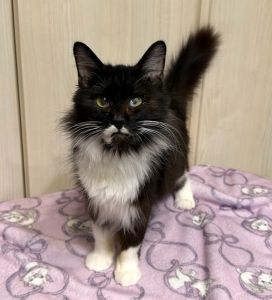 2025/12/25	掲載					■名前：	成猫	25-C53	■仮名：	さな		■性別：	メス		■年齢：	1～2歳くらい		■ノミダニ駆除  済（薬品名：ネクストガードキャットコンボ）		■寄生虫駆除　　済		■ワクチン接種　済（3種混合）		■避妊手術　　済		■血液検査　　猫エイズ、猫白血病ともに陰性		能代市で保護されています			食べること、遊ぶことが大好きな女の子です。			人も大好きで頭突きをしてきたり、足にスリスリしてきます。			中毛でしっぽの毛は長くフワフワです。			猫ちゃんも大丈夫ですが、遊びたがりで追っかけまわすので若い猫ちゃんと相性がいいです。						右目に瞳孔膜遺残があり、左目は猫風邪の後遺症があります。			少し見えづらそうにしていますが、生活に問題はありません。						段ボール箱に入れられて、捨てられていたところを保護されました			動物の遺棄は犯罪です！						■連絡先：E・佐々木　　電話　080-3489-7436			（仕事の都合により平日は18時半～21時までにお願いします）			