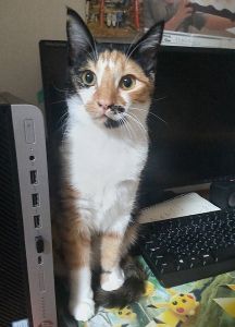 2025/12/26更新		■名前:子猫　25-K333■性別:メス■年齢:7ヵ月くらい　(推定2025/5/1生まれ)■ノミダニ・寄生虫駆除済(フロントラインスプレー・ドロンタール・ネクスガードキャットコンボ済)■ワクチン接種済(3種2回)■血液検査済(猫エイズ・猫白血病共に陰性)(確定)■避妊手術済一定期間隔離して血液検査しておりますのでエイズ・白血病は陰性で確定しています先住猫さんが居るご家庭・感染症が気になる方にも安心してお迎えいただけるかと思われますとても人懐っこい女の子甘えん坊でよくお話します初めての人にも威嚇等せず短時間で新しい環境に慣れられる子ですなでなで大好き朝起きるとまずお腹を見せてなでなで催促をします爪切りもおとなしくさせてくれますおっとりした性格なので他の猫ともなかよくなれそうです■連絡先・受付時間　(両名受付可能)🐈大嶋　070-3390-3998　 9：00～21：00  ※留守番電話に切り替わった際はお名前・ご用件・希望の猫の番号等を残していただけると助かります🐈嵯峨　080-3489-9874   月～金曜日　17：00～21：00   土～日曜・祝日　7：00～21：00  ※電話がつながらない場合は下記アドレスに希望の猫番号・お名前・お電話番号をご連絡お願いいたします　  折り返しご連絡いたします　　ご連絡が翌朝になることがありますのでご了承ください　  saga.m-inunekoakita@ymobile.ne.jp