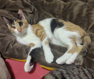 2025/12/26更新2025/12/30動画掲載		■名前:子猫　25-K318■性別:メス■年齢:7ヵ月くらい　(推定2025/5/5生まれ)■ノミダニ・寄生虫駆除済(フロントラインスプレー・ドロンタール・ネクスガードキャットコンボ済)■ワクチン接種済(3種2回)■避妊手術済■血液検査済(猫エイズ・猫白血病共に陰性)(確定)一定期間隔離して血液検査しておりますのでエイズ・白血病は陰性で確定しています先住猫さんが居るご家庭・感染症が気になる方にも安心してお迎えいただけるかと思われますおっとりとした女の子鳴かない子ですがお腹すいた時だ鳴いておねだりしますおもちゃを投げると取ってきてわんこのように一緒に遊べますとってもフレンドリー猫を飼うのが初めての方にもスムーズに生活になじめるかと思われます■連絡先・受付時間　(両名受付可能)🐈大嶋　070-3390-3998　 9：00～21：00  ※留守番電話に切り替わった際はお名前・ご用件・希望の猫の番号等を残していただけると助かります🐈嵯峨　080-3489-9874   月～金曜日　17：00～21：00   土～日曜・祝日　7：00～21：00  ※電話がつながらない場合は下記アドレスに希望の猫番号・お名前・お電話番号をご連絡お願いいたします　  折り返しご連絡いたします　　ご連絡が翌朝になることがありますのでご了承ください　  saga.m-inunekoakita@ymobile.ne.jp