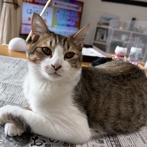 2025/12/27更新		■名前:子猫　25-K335■性別:オス■年齢:7ヵ月くらい　(推定2025/5/1生まれ)■ノミダニ・寄生虫駆除済(フロントラインスプレー・ドロンタール・ネクスガードキャットコンボ済)■ワクチン接種済(3種2回)■血液検査済(猫エイズ・猫白血病共に陰性)(確定)■去勢手術済一定期間隔離して血液検査しておりますのでエイズ・白血病は陰性で確定しています先住猫さんが居るご家庭・感染症が気になる方にも安心してお迎えいただけるかと思われますとても大らかで穏やかな性格の男の子攻撃性はまったくなくすぐにおなかを見せてゴロンします撫でてもらうことと遊ぶのが大好き誰とでも仲良くできると思います初めて猫を飼う方にも早く馴染める子です■連絡先・受付時間　(両名受付可能)🐈大嶋　070-3390-3998　 9：00～21：00  ※留守番電話に切り替わった際はお名前・ご用件・希望の猫の番号等を残していただけると助かります🐈嵯峨　080-3489-9874   月～金曜日　17：00～21：00   土～日曜・祝日　7：00～21：00  ※電話がつながらない場合は下記アドレスに希望の猫番号・お名前・お電話番号をご連絡お願いいたします　  折り返しご連絡いたします　　ご連絡が翌朝になることがありますのでご了承ください　  saga.m-inunekoakita@ymobile.ne.jp