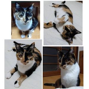 貰われました予約になりました　1/112025/12/28更新		■名前:子猫　25-K334■性別:メス■年齢:8ヵ月くらい　(推定2025/5/1生まれ)■ノミダニ・寄生虫駆除済(フロントラインスプレー・ドロンタール・ネクスガードキャットコンボ済)■ワクチン接種済(3種2回)■血液検査済(猫エイズ・猫白血病共に陰性)(確定)■避妊手術済一定期間隔離して血液検査しておりますのでエイズ・白血病は陰性で確定しています先住猫さんが居るご家庭・感染症が気になる方にも安心してお迎えいただけるかと思われます人懐っこい女の子穏やかな性格でどんなお宅にも早く馴染めそうです■連絡先・受付時間　(両名受付可能)🐈大嶋　070-3390-3998　 9：00～21：00  ※留守番電話に切り替わった際はお名前・ご用件・希望の猫の番号等を残していただけると助かります🐈嵯峨　080-3489-9874   月～金曜日　17：00～21：00   土～日曜・祝日　7：00～21：00  ※電話がつながらない場合は下記アドレスに希望の猫番号・お名前・お電話番号をご連絡お願いいたします　  折り返しご連絡いたします　　ご連絡が翌朝になることがありますのでご了承ください　  saga.m-inunekoakita@ymobile.ne.jp