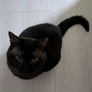 2025/12/28更新		■名前:成猫　25-C11■性別:オス■年齢:3歳くらい■ノミダニ・寄生虫駆除済(ネクスガードキャットコンボ済)■血液検査済(猫エイズ陽性・猫白血病陰性)■去勢手術済■ワクチン接種済(4種)シルバーがかった黒猫さん大柄でふさふさ顔が横広がりの台形型でボス猫気質の優しい子女子猫達に大人気紳士的で落ち着いた性格バタバタ走り回ることも突飛な行動で困らせることもしません人馴れしていて威嚇なし人の近くで静かに寄り添ってくれる男気にゃんこ保護主さんのご意向によりこの子に限りますが単身男性男性と親だけの世帯賃貸にお住まいの方若い方だけの世帯への譲渡をお断りする場合がありますのでご了承ください🍎猫エイズのキャリア猫さんです猫エイズは人間や犬などの猫以外の動物にはうつりません＋の子の唾液が－の子の血液の中に入ることにより感染しますので血の出るような嚙み合いの喧嘩をしなければうつらないと言われています空気感染はしませんその子を触った手で触ったとしてもうつりません何年も一緒に暮らしていてもうつっていなかったご家庭は多数ありました口内炎等の気付きづらい出血のある場合同じ器からお水を飲んだりすることにより感染することがあるためシニア猫さんが居る場合は隔離等が必要になる場合があります一匹で飼う場合、もしくはキャリア同士で飼う場合は何も問題はありません皆さんが気にするキャリア猫の寿命ですが成猫になってから感染した子達は１５歳、１７歳と普通の子と同じように生きます貰い手さんの猫の中には21歳まで生きた子もいました確かにエイズから来たものではないとは言い切れませんが死因も腎臓や心臓などが多くそのリスクは他の猫達と変わらないように感じていますネットでは怖いことがたくさん書かれてあり病気のように扱われていますエイズ・白血病だけが特記されている傾向がありますがキャリアではない子でももっと重篤な問題を抱えている子もたくさんいますうつるものだって、実際にはたくさんあります多頭のリスクはエイズ・白血病だけではないと思います人間という動物も皆が何かしらの疾患やアレルギーを持っているのと同じで猫もその子その子が持っているものがあります皆さん、パートナーやご家族の好ましく思われない点も受け入れながら生活されているはずです家族の誰かが治らない病気になったとしても、それを受け入れて暮らしていらっしゃると思いますキャリアと理解して暮らすことは、それと同じではないでしょうか？猫エイズは免疫不全症候群の略です家族の体調が悪くならないように気を付けるのは普通の子もキャリアの子も変わりませんキャリアの猫達は格段に人懐っこい子が多く他の猫達と変わらぬ個々の個性がありますキャリア猫と知った上で、この子がいいんです！と貰ってくださる方も増えてきましたもし、あなたの好きな人に治らない何かがあったとしても、その「好き」の気持ちは、変わらないのではないでしょうか？■連絡先月～金曜日　17：00～21：00土～日曜・祝日　7：00～21：00嵯峨　080-3489-9874※電話がつながらない場合は下記アドレスに希望の猫番号・お名前・お電話番号をご連絡お願いいたします　折り返しご連絡いたします　ご連絡が翌朝になることがありますのでご了承ください　saga.m-inunekoakita@ymobile.ne.jp