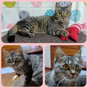 貰われました　1/27予約になりました　1/112025/12/28更新■名前:成猫　25-C33■性別:メス■年齢:1歳未満■ノミダニ・寄生虫駆除済(ネクスガードキャットコンボ済)■ワクチン接種済(4種2回)■血液検査済(猫エイズ・猫白血病共に陰性)■避妊手術済近くの公園から家の庭までついてきました穏やかな子です威嚇した事はありません走り回るよりものんびり過ごしたいタイプのようです抱っこ、なでなで大好きですケージでお留守番できますトイレの失敗はありません犬猫と一緒に生活しており、先住猫や先住犬がいても大丈夫だと思います■連絡先・受付時間　(両名受付可能・メールでの譲渡受付はしておりません)🐈大嶋　070-3390-3998　9：00～21：00　※留守番電話に切り替わった際はお名前・ご用件・希望の猫の番号等を残していただけると助かります