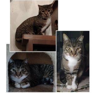 2025/12/28掲載		■名前:成猫　25-C48■性別:オス■年齢:1歳くらい■ノミダニ・寄生虫駆除済(ネクスガードキャットコンボ済)■血液検査済(猫エイズ・猫白血病共に陰性)■去勢手術済■ワクチン接種済(4種)おとなしい性格のキジ白の男の子控え目で突飛な行動もせず飼いやすい子です他の猫にもフレンドリー先住猫の居るご家庭でもすんなり馴染めるかと思われます自分より若い子にご飯をゆずったりする優しい性格そばに来て人のことをよく見る賢い子です■連絡先月～金曜日　17：00～21：00土～日曜・祝日　7：00～21：00嵯峨　080-3489-9874※電話がつながらない場合は下記アドレスに希望の猫番号・お名前・お電話番号をご連絡お願いいたします　折り返しご連絡いたします　ご連絡が翌朝になることがありますのでご了承ください　saga.m-inunekoakita@ymobile.ne.jp