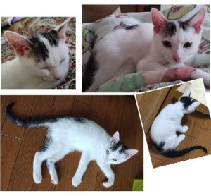 2026/1/22更新		■名前:子猫　25-K381■性別:オス■年齢:4ヵ月半くらい　(推定2025/9/8生まれ)■ノミダニ・寄生虫駆除済(フロントラインスプレー・ドロンタール・ネクスガードキャットコンボ済)■ワクチン接種済(3種2回)■去勢手術済去勢手術しました！人懐っこい男の子人見知り場所見知りなく新しい環境にもすぐになじめるかと思われます子供さんのいるご家庭でもすぐに一緒に遊べるような子です抱っこ大好き■連絡先・受付時間　(両名受付可能)🐈大嶋　070-3390-3998　 9：00～21：00  ※留守番電話に切り替わった際はお名前・ご用件・希望の猫の番号等を残していただけると助かります🐈嵯峨　080-3489-9874   月～金曜日　17：00～21：00   土～日曜・祝日　7：00～21：00  ※電話がつながらない場合は下記アドレスに希望の猫番号・お名前・お電話番号をご連絡お願いいたします　  折り返しご連絡いたします　　ご連絡が翌朝になることがありますのでご了承ください　  saga.m-inunekoakita@ymobile.ne.jp