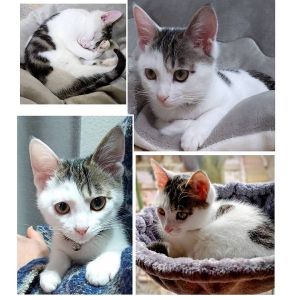 貰われました　1/11予約になりました　12/282025/12/28更新		■名前:子猫　25-K380■性別:オス■年齢:3ヵ月半くらい　(推定2025/9/8生まれ)■ノミダニ・寄生虫駆除済(フロントラインスプレー・ドロンタール・ネクスガードキャットコンボ済)■ワクチン接種済(3種2回)マイペースおっとりと言うより動じないじっくり派兄弟にご飯横取りされても譲ってしまう優しい子人見知り場所見知りなく犬にすらはじめましてでも威嚇なし新しい環境にもすんなり馴染めるかと思われますトイレ・お留守番出来ます■連絡先・受付時間　(両名受付可能・メールでの譲渡受付はしておりません)🐈大嶋　070-3390-3998　9：00～21：00　※留守番電話に切り替わった際はお名前・ご用件・希望の猫の番号等を残していただけると助かります🐈嵯峨　080-3489-9874　月～金曜日　18：30～21：00　土～日曜・祝日　9：00～21：00　※通話中の着信履歴が表示されません　　ショートメールの通知が鳴らないことが多いため　　電話がつながらない時はしばらくしてからおかけ直しをお願いいたします