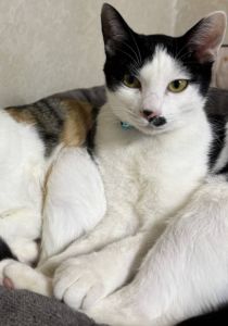 2025/12/29更新		■名前:子猫　25-K365■性別:オス■年齢:5ヵ月くらい　(推定2025/7/17生まれ)■ノミダニ・寄生虫駆除済(フロントラインスプレー・ドロンタール・ネクスガードキャットコンボ済)■ワクチン接種済(3種2回)■血液検査済(猫エイズ・猫白血病共に陰性)(確定)■去勢手術済一定期間隔離して血液検査しておりますのでエイズ・白血病は陰性で確定しています先住猫さんが居るご家庭・感染症が気になる方にも安心してお迎えいただけるかと思われます元気に運動会して遊んでいます甘えん坊で、撫でるとゴロゴロしたり預かりボランティアさんや、預かり宅の家猫の後ろを追いかけて遊んでとおねだりしてきます■連絡先・受付時間　(両名受付可能)🐈大嶋　070-3390-3998　 9：00～21：00  ※留守番電話に切り替わった際はお名前・ご用件・希望の猫の番号等を残していただけると助かります🐈嵯峨　080-3489-9874   月～金曜日　17：00～21：00   土～日曜・祝日　7：00～21：00  ※電話がつながらない場合は下記アドレスに希望の猫番号・お名前・お電話番号をご連絡お願いいたします　  折り返しご連絡いたします　　ご連絡が翌朝になることがありますのでご了承ください　  saga.m-inunekoakita@ymobile.ne.jp