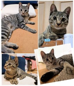 2025/12/30更新2026/1/5動画更新■名前:子猫　25-K342■性別:メス■年齢:7ヵ月くらい　(推定2025/6/1生まれ)■ノミダニ・寄生虫駆除済(フロントラインスプレー・ドロンタール・ネクスガードキャットコンボ済)■ワクチン接種済(3種2回)■避妊手術済■血液検査済(猫エイズ・猫白血病共に陰性)(確定)一定期間隔離して血液検査しておりますのでエイズ・白血病は陰性で確定しています好奇心旺盛で社交的人見知りせず甘えますスリスリゴロゴロお膝の上や人のお腹の上で寝るのが好きまっすぐしっぽ■連絡先・受付時間　(両名受付可能)🐈大嶋　070-3390-3998　 9：00～21：00  ※留守番電話に切り替わった際はお名前・ご用件・希望の猫の番号等を残していただけると助かります🐈嵯峨　080-3489-9874   月～金曜日　17：00～21：00   土～日曜・祝日　7：00～21：00  ※電話がつながらない場合は下記アドレスに希望の猫番号・お名前・お電話番号をご連絡お願いいたします　  折り返しご連絡いたします　　ご連絡が翌朝になることがありますのでご了承ください　  saga.m-inunekoakita@ymobile.ne.jp
