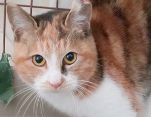 2026/1/10更新		■名前:成猫　25-C55　(仮名：ミーケ)■性別:メス■年齢:6ヵ月くらい■ノミダニ・寄生虫駆除済(ネクスガードキャットコンボ済)■血液検査済(猫エイズ・猫白血病共に陰性)■ワクチン接種済(3種)■避妊手術済おとなしい性格触られるのは苦手ですが、お食事の時に甘えます徐々に馴れていくかと思われます耳先に手術済のしるしのあるさくら猫さんです■連絡先月～金曜日　17：00～21：00土～日曜・祝日　7：00～21：00嵯峨　080-3489-9874※電話がつながらない場合は下記アドレスに希望の猫番号・お名前・お電話番号をご連絡お願いいたします　折り返しご連絡いたします　ご連絡が翌朝になることがありますのでご了承ください　saga.m-inunekoakita@ymobile.ne.jp