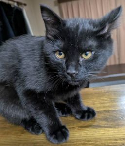 予約になりました　1/202026/1/6更新■名前:子猫　25-K403■性別:オス■年齢:3ヵ月くらい　(推定2025/10/5生まれ)■ノミダニ・寄生虫駆除済(フロントラインスプレー・ドロンタール・ネクスガードキャットコンボ済)■ワクチン接種済(3種1回)とても人懐っこい男の子人のそばにいつも寄り添ってくれる優しい子ふくふくで抱き心地が良いですネズミのおもちゃを投げると持って来てくれます遊んでる途中でこちらの顔を見に確認に来ますカギしっぽ■連絡先・受付時間　(両名受付可能)🐈大嶋　070-3390-3998　 9：00～21：00  ※留守番電話に切り替わった際はお名前・ご用件・希望の猫の番号等を残していただけると助かります🐈嵯峨　080-3489-9874   月～金曜日　17：00～21：00   土～日曜・祝日　7：00～21：00  ※電話がつながらない場合は下記アドレスに希望の猫番号・お名前・お電話番号をご連絡お願いいたします　  折り返しご連絡いたします　　ご連絡が翌朝になることがありますのでご了承ください　  saga.m-inunekoakita@ymobile.ne.jp