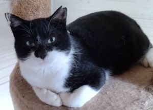 2026/1/10掲載		■名前:成猫　25-C51■性別:オス■年齢:1～2歳くらい■ノミダニ・寄生虫駆除済(ネクスガードキャットコンボ済)■血液検査済(猫エイズ・猫白血病共に陰性)■ワクチン接種済(4種)■去勢手術済甘えん坊の男の子人の足元にスリスリして止まりませんなでなで大好き長いまっすぐしっぽ他の猫とも仲良くしているので先住猫の居るご家庭でもなじめるかと思われます■連絡先月～金曜日　17：00～21：00土～日曜・祝日　7：00～21：00嵯峨　080-3489-9874※電話がつながらない場合は下記アドレスに希望の猫番号・お名前・お電話番号をご連絡お願いいたします　折り返しご連絡いたします　ご連絡が翌朝になることがありますのでご了承ください　saga.m-inunekoakita@ymobile.ne.jp