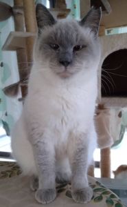 2026/1/10掲載		■名前:成猫　25-C47■性別:オス■年齢:1～2歳くらい■ノミダニ・寄生虫駆除済(ネクスガードキャットコンボ済)■血液検査済(猫エイズ・猫白血病共に陰性)■ワクチン接種済(4種)■去勢手術済甘えん坊の男の子なでなで大好きひとのそばが大好きで後追いしてくっついて歩きます長いまっすぐしっぽ温厚で怒ったのを見ることがありません他の猫とも仲良くしているので先住猫の居るご家庭でもなじめるかと思われます■連絡先月～金曜日　17：00～21：00土～日曜・祝日　7：00～21：00嵯峨　080-3489-9874※電話がつながらない場合は下記アドレスに希望の猫番号・お名前・お電話番号をご連絡お願いいたします　折り返しご連絡いたします　ご連絡が翌朝になることがありますのでご了承ください　saga.m-inunekoakita@ymobile.ne.jp