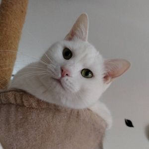 2026/1/10更新		■名前:成猫　25-C26■性別:オス■年齢:1歳くらい■ノミダニ・寄生虫駆除済(ネクスガードキャットコンボ済)■血液検査済(猫エイズ・猫白血病共に陰性)■去勢手術済■ワクチン接種済(4種)とっても人懐っこい男の子いつも人にくっついてまわり座ると人の近くでお腹を出してころんころんします抱っこ大好きほっぺにほっぺをくっつけて可愛い可愛いすると喜びます真っ白の毛色目は黄緑色右脚の膝下から先がありません脚が無くなってしまった理由は不明です脚先に処置は必要なく本猫も痛そうにする様子もありません野生動物も増えており白猫は扁平上皮癌のリスクも高いため安全に暮らせる新しいお家を探しています三本脚なのを感じさせないくらい速く走りますキャットタワーや階段も問題なく上下します幅15㎝の梁の上のキャットウォークも難無く走ります他の猫とも仲良くしているので先住猫の居るご家庭でもなじめるかと思われます落ち着いた性格のおとなしい男の子ですほとんど鳴きません■連絡先月～金曜日　17：00～21：00土～日曜・祝日　7：00～21：00嵯峨　080-3489-9874※電話がつながらない場合は下記アドレスに希望の猫番号・お名前・お電話番号をご連絡お願いいたします　折り返しご連絡いたします　ご連絡が翌朝になることがありますのでご了承ください　saga.m-inunekoakita@ymobile.ne.jp