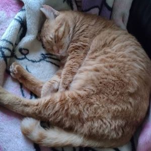 2026/1/10更新		■名前:成猫　25-C2■性別:オス■年齢:3歳くらい■ノミダニ・寄生虫駆除済(ネクスガードキャットコンボ済)■血液検査済(猫エイズ陽性・猫白血病陰性)■去勢手術済■ワクチン接種済(4種)人懐っこくデレデレスリスリの男の子人にくっついて歩きます呼ぶとすぐに駆けつけますとにかく人間が大好き温厚で何をされても怒りません他の犬猫とも仲良くできるので先住の犬や猫のいるお宅でも早く馴染めるかと思われます子供さんがいるご家庭や初めて猫を飼う方でも大丈夫な飼いやすい子ですＴＮＲ(trap捕獲・neuter避妊去勢手術・return元の場所に戻す)からＰＮＨ(protect保護・neuter避妊去勢手術・homeお家の子にする)に変更🌸耳先に手術済の印のあるさくら猫さんです🍎猫エイズのキャリア猫さんです猫エイズは人間や犬などの猫以外の動物にはうつりません＋の子の唾液が－の子の血液の中に入ることにより感染しますので血の出るような嚙み合いの喧嘩をしなければうつらないと言われています空気感染はしませんその子を触った手で触ったとしてもうつりません何年も一緒に暮らしていてもうつっていなかったご家庭は多数ありました口内炎等の気付きづらい出血のある場合同じ器からお水を飲んだりすることにより感染することがあるためシニア猫さんが居る場合は隔離等が必要になる場合があります一匹で飼う場合、もしくはキャリア同士で飼う場合は何も問題はありません皆さんが気にするキャリア猫の寿命ですが成猫になってから感染した子達は１５歳、１７歳と普通の子と同じように生きます貰い手さんの猫の中には21歳まで生きた子もいました確かにエイズから来たものではないとは言い切れませんが死因も腎臓や心臓などが多くそのリスクは他の猫達と変わらないように感じていますネットでは怖いことがたくさん書かれてあり病気のように扱われていますエイズ・白血病だけが特記されている傾向がありますがキャリアではない子でももっと重篤な問題を抱えている子もたくさんいますうつるものだって、実際にはたくさんあります多頭のリスクはエイズ・白血病だけではないと思います人間という動物も皆が何かしらの疾患やアレルギーを持っているのと同じで猫もその子その子が持っているものがあります皆さん、パートナーやご家族の好ましく思われない点も受け入れながら生活されているはずです家族の誰かが治らない病気になったとしても、それを受け入れて暮らしていらっしゃると思いますキャリアと理解して暮らすことは、それと同じではないでしょうか？猫エイズは免疫不全症候群の略です家族の体調が悪くならないように気を付けるのは普通の子もキャリアの子も変わりませんキャリアの猫達は格段に人懐っこい子が多く他の猫達と変わらぬ個々の個性がありますキャリア猫と知った上で、この子がいいんです！と貰ってくださる方も増えてきましたもし、あなたの好きな人に治らない何かがあったとしても、その「好き」の気持ちは、変わらないのではないでしょうか？■連絡先月～金曜日　17：00～21：00土～日曜・祝日　7：00～21：00嵯峨　080-3489-9874※電話がつながらない場合は下記アドレスに希望の猫番号・お名前・お電話番号をご連絡お願いいたします　折り返しご連絡いたします　ご連絡が翌朝になることがありますのでご了承ください　saga.m-inunekoakita@ymobile.ne.jp