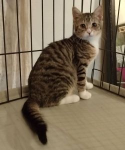 2026/1/13更新		■名前:子猫　25-K180■性別:オス■年齢:4ヵ月くらい■ノミダニ・寄生虫駆除済(ネクスガードキャットコンボ済)■母猫の血液検査済(猫エイズ・猫白血病共に陰性)■ワクチン接種済(3種・5種)ゴロゴロと喉を鳴らす甘えっ子おっとりした性格もふもふの柔らかい毛長いまっすぐしっぽ攻撃性が全くなく他の猫とも仲良くできます母猫とそのエリアの子達を10頭近く血液検査済ですが猫エイズ・猫白血病がプラスの子は一匹も出ていません感染症はほぼマイナスと思ってもらって大丈夫だと思います保護主さんのご意向によりこの子に限りますが単身男性男性と親だけの世帯賃貸にお住まいの方若い方だけの世帯への譲渡をお断りする場合がありますのでご了承ください■連絡先月～金曜日　17：00～21：00土～日曜・祝日　7：00～21：00嵯峨　080-3489-9874※電話がつながらない場合は下記アドレスに希望の猫番号・お名前・お電話番号をご連絡お願いいたします　折り返しご連絡いたします　saga.m-inunekoakita@ymobile.ne.jp