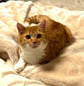 2026/1/14	掲載					■名前：	子猫	25-K203	■仮名：	もみじ		■性別：	オス		■年齢：	6か月くらい		■ノミダニ駆除　	済（薬品名：ネクスガードキャットコンボ）		■寄生虫駆除	済		■ワクチン接種	済（3種混合）		■避妊・去勢	今月末に去勢手術予定		■血液検査	猫エイズ、猫白血病ともに陰性		（まだ幼いので、生後6か月くらいでの再検査をおすすめします）			南秋田郡で保護されています						おっとりさんで大人しい子です			ですが、大好きなおやつを目の前にすると早くちょうだい！と目をキラキラさせて催促してきます			まだ緊張してる様子もありますが、家猫修行頑張ってます！						かえでくん（25-K185）の兄弟です。			保護した時がずれていたせいか、お互い忘れてしまっているようです。						■連絡先：E・佐々木　　電話　080-3489-7436			（仕事の都合により平日は18時半～21時までにお願いします）			