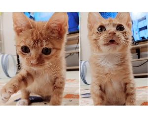 2026/1/20       動画掲載2026/1/14	掲載					■名前：	子猫	25-K204	■仮名：	だいきちくん		■性別：	オス		■年齢：	3か月くらい		■ノミダニ駆除　　済（薬品名：レボリューション）		■寄生虫駆除　　　済		■ワクチン接種　　予定				秋田市で保護されています						遊ぶの大好きな活発な男の子甘え上手で膝の上が大好き！			遊び疲れると自分からケージに戻って眠っています			このまま甘え上手ないつも傍で眠るような子に成長しそうです						■連絡先：E・佐々木　　電話　080-3489-7436			（仕事の都合により平日は18時半～21時までにお願いします）			