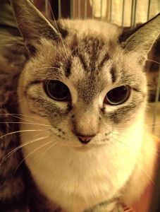 2026/1/22更新		■名前:成猫　25-C39■性別:メス■年齢:1歳くらい■ノミダニ・寄生虫駆除済(ネクスガードキャットコンボ)■血液検査済(猫エイズ・猫白血病共に陰性)■避妊手術済■ワクチン接種済(3種2回)とても人懐っこく保護前にお外にいた時も人の後をくっついて歩く子でした撫でるとおしりを上げて擦り寄りますシャム系の美猫さん綺麗な青い目をしていますまっすぐしっぽ■連絡先月～金曜日　17：00～21：00土～日曜・祝日　7：00～21：00嵯峨　080-3489-9874※電話がつながらない場合は下記アドレスに希望の猫番号・お名前・お電話番号をご連絡お願いいたします　折り返しご連絡いたします　saga.m-inunekoakita@ymobile.ne.jp