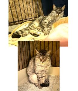 2026/1/22	掲載			■名前：	成猫	25-C57■仮名：	ギン	■性別：	メス	■年齢：	5歳くらい	■ノミダニ駆除　　予定	■寄生虫駆除　　　予定	■ワクチン接種　　予定	■避妊・去勢　　予定	■血液検査　　　済（猫エイズ 陽性、白血病 陰性）		鹿角市で保護されています				サバトラ柄の女子、ギンちゃんです		過酷な外猫生活をしていましたが、猫風邪が酷く		12月半ばの冷え込んだ頃に、動けない・食べれない日が続いた為保護されましたギンちゃんが安心して過ごせるお家を探しています！				■連絡先：E・佐々木　　電話　080-3489-7436		（仕事の都合により平日は18時半～21時までにお願いします）		