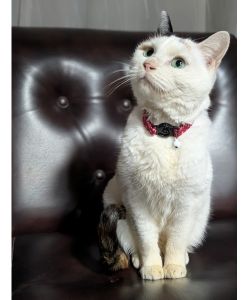 2026/1/30	掲載			■名前：	成猫	25-C61■仮名：	みっこ	■性別：	メス	■年齢：	3～４歳くらい	■ノミダニ駆除　　済（薬品名：ネクストガードキャットコンボ）	■寄生虫駆除　　　済	■ワクチン接種　　予定	■避妊・去勢　　確認中	■血液検査　　　猫エイズ、猫白血病ともに陰性	秋田市で保護されています				朝に犬の散歩中に道路上で保護されました		自分から腕の中に上ってきた人懐っこい甘えん坊な子です				飼い猫が迷ってしまったのかもしれません		猫を逃がしたら探しましょう！		■連絡先：E・佐々木　　電話　080-3489-7436		（仕事の都合により平日は18時半～21時までにお願いします）		