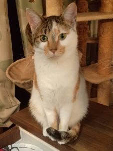 2026/2/8更新■名前:子猫　25-K103■性別:メス■年齢:7ヵ月くらい■ノミダニ・寄生虫駆除済(ネクスガードキャットコンボ済)■ワクチン接種済(３種２回)■母猫の血液検査済(猫エイズ・猫白血病共に陰性)■避妊手術済■血液検査済(猫エイズ・猫白血病共に陰性)(確定)一定期間隔離して血液検査しておりますのでエイズ・白血病は陰性で確定しています先住猫さんが居るご家庭・感染症が気になる方にも安心してお迎えいただけるかと思われます兄妹みんな人懐っこくいつも人の近くにいますお姉さんタイプの三毛猫さん攻撃性なく人の足元にスリスリしますころんころんしてお腹ナデナデをおねだりします長いしっぽ母猫にしっかり育てられた健康優良児チーム他の猫とも仲良くしているので先住猫の居るご家庭でもなじめるかと思われます■連絡先月～金曜日　17：00～21：00土～日曜・祝日　7：00～21：00嵯峨　080-3489-9874※電話がつながらない場合は下記アドレスに希望の猫番号・お名前・お電話番号をご連絡お願いいたします　折り返しご連絡いたします　ご連絡が翌朝になることがありますのでご了承ください　saga.m-inunekoakita@ymobile.ne.jp