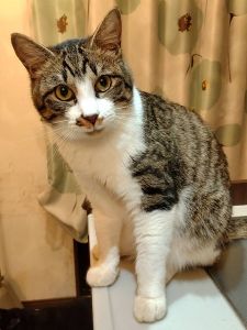 2026/2/8更新■名前:子猫　25-K105■性別:オス■年齢:7ヵ月くらい■ノミダニ・寄生虫駆除済(ネクスガードキャットコンボ済)■ワクチン接種済(３種２回)■母猫の血液検査済(猫エイズ・猫白血病共に陰性)■去勢手術済■血液検査済(猫エイズ・猫白血病共に陰性)(確定)一定期間隔離して血液検査しておりますのでエイズ・白血病は陰性で確定しています先住猫さんが居るご家庭・感染症が気になる方にも安心してお迎えいただけるかと思われます兄妹みんな人懐っこくいつも人の近くにいます顔を近づけると鼻チューをしてほっぺをタッチしてきますとっても甘えん坊でかわいい子ですおとなしいくおっとりした性格長いしっぽ母猫にしっかり育てられた健康優良児チーム他の猫とも仲良くしているので先住猫の居るご家庭でもなじめるかと思われます■連絡先月～金曜日　17：00～21：00土～日曜・祝日　7：00～21：00嵯峨　080-3489-9874※電話がつながらない場合は下記アドレスに希望の猫番号・お名前・お電話番号をご連絡お願いいたします　折り返しご連絡いたします　ご連絡が翌朝になることがありますのでご了承ください　saga.m-inunekoakita@ymobile.ne.jp