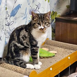 2026/2/10	掲載					■名前：	子猫	25-K206	■仮名：	りんご		■性別：	メス		■年齢：	5か月くらい		■ノミダニ駆除　済（薬品名：ブロードライン）		■寄生虫駆除　　済		■ワクチン接種　済（3種混合）三種町で保護されています						ガリガリに痩せて、彷徨っている所を保護されました			マーブル模様のりんごちゃん			人懐っこい子です！								■連絡先：E・佐々木　　電話　080-3489-7436			（仕事の都合により平日は18時半～21時までにお願いします）			