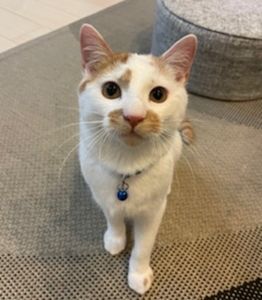 2026/2/11	掲載			■名前：	成猫	25-C62■仮名：	おっこ	■性別：	オス	■年齢：	8～9か月くらい	■ノミダニ駆　　済（薬品名：ネクストガードキャットコンボ）	■寄生虫駆除　　済	■ワクチン接種　済（3種混合）	■去勢手術　　済	■血液検査　　済（猫エイズ、猫白血病ともに陰性）南秋田郡で保護されています		近所で親猫と離れ兄弟でいるのを保護しました少しビビりな所もあるけれど慣れると爆音で喉を鳴らし撫でてと催促してきますとても甘えん坊さんです！		食欲もあり、猫じゃらしで遊ぶのが大好きです		抱っこも爪切りも大丈夫です		トイレの失敗もありません		25-C62.63は兄弟です兄弟2匹一緒に迎えてくれる方を希望します				■連絡先：E・佐々木　　電話　080-3489-7436		（仕事の都合により平日は18時半～21時までにお願いします）		