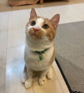 2026/02/11	掲載			■名前：	成猫	25-C63■仮名：	チャイ	■性別：	オス	■年齢：	8～9か月くらい	■ノミダニ駆除　　済（薬品名：ネクストガードキャットコンボ）	■寄生虫駆除　　　済	■ワクチン接種　　済（3種混合）	■去勢手術　　済	■血液検査　　済（猫エイズ、猫白血病ともに陰性）	南秋田郡で保護されています		近所で親猫と離れ兄弟でいるのを保護しました少しビビりな所もあり慎重派さんです		慣れると爆音で喉を鳴らし撫でてと催促してきます		猫じゃらしで遊ぶのが大好きです		抱っこも爪切りも大丈夫です		トイレの失敗もありません		25-C62.63は兄弟です兄弟2匹一緒に迎えてくれる方を希望します		■連絡先：E・佐々木　　電話　080-3489-7436		（仕事の都合により平日は18時半～21時までにお願いします）		