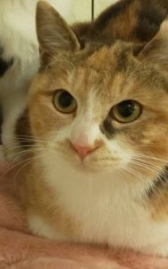 2026/2/11更新		■名前:成猫　25-C55　(仮名：ミーケ)■性別:メス■年齢:7ヵ月くらい■ノミダニ・寄生虫駆除済(ネクスガードキャットコンボ済)■血液検査済(猫エイズ・猫白血病共に陰性)■ワクチン接種済(3種)■避妊手術済おとなしい性格触られるのは苦手ですが、お食事の時に甘えます徐々に馴れていくかと思われます耳先に手術済のしるしのあるさくら猫さんです■連絡先月～金曜日　17：00～21：00土～日曜・祝日　7：00～21：00嵯峨　080-3489-9874※電話がつながらない場合は下記アドレスに希望の猫番号・お名前・お電話番号をご連絡お願いいたします　折り返しご連絡いたします　ご連絡が翌朝になることがありますのでご了承ください　saga.m-inunekoakita@ymobile.ne.jp