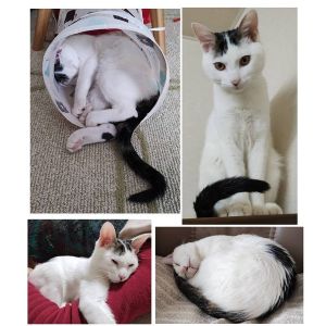 2026/2/11更新		■名前:子猫　25-K381■性別:オス■年齢:5ヵ月くらい　(推定2025/9/8生まれ)■ノミダニ・寄生虫駆除済(フロントラインスプレー・ドロンタール・ネクスガードキャットコンボ済)■ワクチン接種済(3種2回)■去勢手術済人懐っこい男の子人見知り場所見知りなく新しい環境にもすぐになじめるかと思われます子供さんのいるご家庭でもすぐに一緒に遊べるような子です抱っこ大好き人の後ろをついて歩く甘えん坊帰宅すると「どこ行ってたのよ〜」みたいに表情豊かにお出迎えしてくれます■連絡先・受付時間　(両名受付可能)🐈大嶋　070-3390-3998　 9：00～21：00  ※留守番電話に切り替わった際はお名前・ご用件・希望の猫の番号等を残していただけると助かります🐈嵯峨　080-3489-9874   月～金曜日　17：00～21：00   土～日曜・祝日　7：00～21：00  ※電話がつながらない場合は下記アドレスに希望の猫番号・お名前・お電話番号をご連絡お願いいたします　  折り返しご連絡いたします　　ご連絡が翌朝になることがありますのでご了承ください　  saga.m-inunekoakita@ymobile.ne.jp