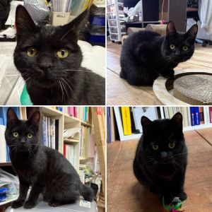 2026/2/26掲載		■名前:成猫　25-C64■性別:オス■年齢:10ヵ月くらい■ノミダニ・寄生虫駆除済(アドボケート済)■血液検査済(猫エイズ・猫白血病共に陰性)■去勢手術済人馴れ、猫馴れしていますデレデレスリスリゴロゴロ他の猫にも自分から寄っていきますとにかく人懐っこくて可愛い子ですトイレも粗相なし猫じゃらしやネズミのおもちゃで一人遊びも上手です短いしっぽ初めて猫を飼う方にも飼いやすい子と思います子供さんがいるご家庭でもすぐに一緒に遊べそうです■連絡先月～金曜日　17：00～21：00土～日曜・祝日　7：00～21：00嵯峨　080-3489-9874※電話がつながらない場合は下記アドレスに希望の猫番号・お名前・お電話番号をご連絡お願いいたします　折り返しご連絡いたします　ご連絡が翌朝になることがありますのでご了承ください　saga.m-inunekoakita@ymobile.ne.jp