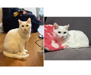 2026/2/28	掲載					■名前：	成猫	25-C65	■仮名：	その子		■性別：	メス		■年齢：	2歳くらい		■ノミダニ駆除　　済（薬品名：ネクストガードキャットコンボ）		■寄生虫駆除　　　済		■ワクチン接種　　予定		■避妊・去勢　　予定		■血液検査　　　済（猫エイズ、猫白血病ともに陰性）		秋田市で保護されています			白猫でオッドアイの女の子です。			基本おっとりしていますがやや慎重派の性格です。			しかし興味を持ったものにはじゃれたり、ご飯やおやつの時間になるとスリスリ、ニャーニャー鳴いて傍にいます。			ゴハーン♪と鳴いてるように聞こえる時もあります(笑)			ワクチン未接種には理由があり、アトピーのため免疫抑制剤の治療中です。そのため耳の毛が少し短いです。			痒がる様子はなく、投薬により症状は軽快してきています。			アトピー治療中ではありますがご理解頂き新しく家族に迎えてくださる方を探しています。			■連絡先：E・佐々木　　電話　080-3489-7436			（仕事の都合により平日は18時半～21時までにお願いします）			