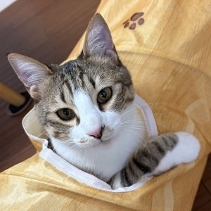 予約になりました　3/52026/3/1更新2026/2/12動画更新		■名前:子猫　25-K335■性別:オス■年齢:10ヵ月くらい　(推定2025/5/1生まれ)■ノミダニ・寄生虫駆除済(フロントラインスプレー・ドロンタール・ネクスガードキャットコンボ済)■ワクチン接種済(3種2回)■血液検査済(猫エイズ・猫白血病共に陰性)(確定)■去勢手術済一定期間隔離して血液検査しておりますのでエイズ・白血病は陰性で確定しています先住猫さんが居るご家庭・感染症が気になる方にも安心してお迎えいただけるかと思われますとても大らかで穏やかな性格の男の子攻撃性はまったくなくすぐにおなかを見せてゴロンします撫でてもらうことと遊ぶのが大好き誰とでも仲良くできると思います初めて猫を飼う方にも早く馴染める子です■連絡先・受付時間　(両名受付可能)🐈大嶋　070-3390-3998　 9：00～21：00  ※留守番電話に切り替わった際はお名前・ご用件・希望の猫の番号等を残していただけると助かります🐈嵯峨　080-3489-9874   月～金曜日　17：00～21：00   土～日曜・祝日　7：00～21：00  ※電話がつながらない場合は下記アドレスに希望の猫番号・お名前・お電話番号をご連絡お願いいたします　  折り返しご連絡いたします　　ご連絡が翌朝になることがありますのでご了承ください　  saga.m-inunekoakita@ymobile.ne.jp