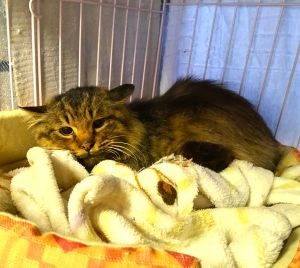 2026/3/2	掲載			■名前：	成猫	25-C66■仮名：	レオン	■性別：	オス	■年齢：	4歳くらい	■ノミダニ駆除　　済（薬品名：レボリューション）	■寄生虫駆除　　　済	■ワクチン接　　予定	■去勢手術　　済	■血液検査　　済（猫エイズ 陽性、白血病 陰性）	秋田市で保護されています				長毛の男子、レオンです動きはトロイ感じ。まだ、少し人なれしていないのでシャアシャアしています雪の降る日に背中に雪を一杯乗せて、片目も開かずうずくまっていたところ保護されました以前はは気軽に触れていましたが、1年振り位に現れ少しヤサグレています猫にとって、外での生活はとても過酷ですこれからは安心して過ごせるお家で、幸せになって欲しいと思います。				■連絡先：E・佐々木　　電話　080-3489-7436		（仕事の都合により平日は18時半～21時までにお願いします）		