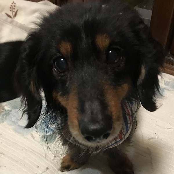 2022年1月6日　掲載				■募集番号　21-D4			■犬種	ミニチュアダックスフンド			■性別	オス（去勢済）					■年齢	13歳位					■体重	5㎏くらい					■ノミダニ駆除	予防中				■ワクチン接種	済　６種			■フィラリア　　　予防中■狂犬病ワクチン　今年度接種済年を感じさせない元気があります。抱っこが大好きで甘えたい子ですので、単頭飼育でお願いします。ご飯の時は、そっとしておいてください。唸り、噛むことがあります。体調についても少々問題があります。（胆石があります。心肥大があり、投薬中）この子の性格・体調をご理解いただいている方、家族に迎えてください。								■連絡先	阿部　電話 080-3528-7538                                                              (仕事の都合により平日は夕方6時～夜9時にお願いします)	