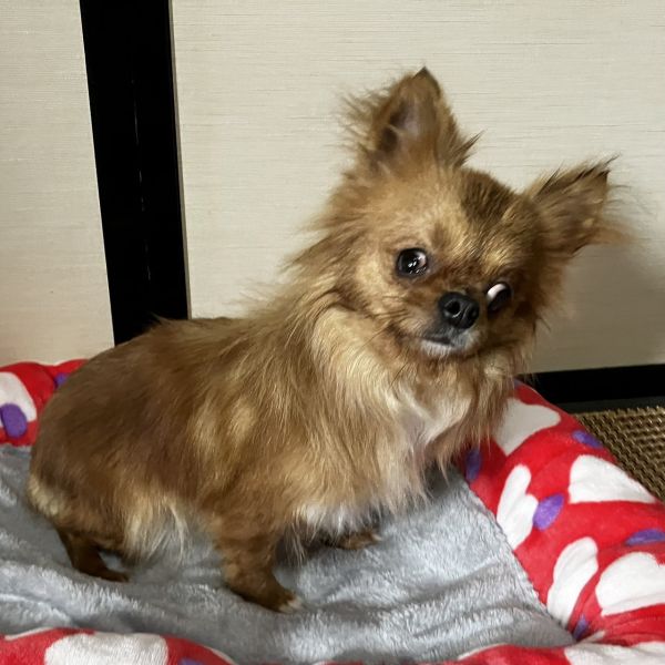 2025年3月2日　掲載				■募集番号　24-D6					■犬種	チワワ系雑種					■性別	　メス（未避妊と思われる）				■年齢	2歳くらい（25年3月2日現在）	■体重　2.4㎏			■ノミダニ駆除　　　駆除済み　　　				■ワクチン接種　　	 24年度接種済			■フィラリア	　陰性■狂犬病ワクチン　24年度未接種					生まれつきなのか、首が少し曲がっており、目が見えません。眼振もあるため、現在治療を行っています。完治は難しいと思われます。性格は、とても人懐こく、噛んだり、噛もうとしたことはありません。呼ぶと一生懸命聞いて嬉しそうによってきます。また、尻尾をぶんぶんと振り、喜びを表現します。さわられること、撫でられることが大好きです。トイレの失敗はありません。ケージ内で半日程度のお留守番は可能です。生涯室内飼いをお願いいたします。玄関等ではなく、ご家族の皆様と一緒に過ごせる環境でお願いいたします。						犬の飼育経験のある方でお願い致します。						■連絡先　　　阿部　電話 080-3528-7538                                                              (仕事の都合により平日は夕方6時～夜9時にお願いします)					