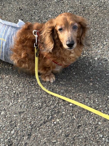 2025年5月8日　掲載				■募集番号　25-D1				■犬種	ミニチュアダックスフンド				■性別	　オス（去勢済）				■年齢	15歳（2010年5月2日生まれ）	■体重　6.0㎏			■ノミダニ駆除　　　駆除済み　　　				■ワクチン接種　　	 24年度未接種			■フィラリア	　陰性■狂犬病ワクチン　24年度接種済甲状腺機能低下症で治療中です。皮膚が弱く、お腹も弱い子で便が軟便傾向にあります。				性格は、甘えん坊で人懐い子ですが、要求吠えがあり、躾をしています。トイレは、決まった場所でしてくれます。生涯室内飼いをお願いいたします。玄関等ではなく、ご家族の皆様と一緒に過ごせる環境でお願いいたします。						犬の飼育経験のある方でお願い致します。						■連絡先　　　阿部　電話 080-3528-7538                                                              (仕事の都合により平日は夕方6時～夜9時にお願いします)					