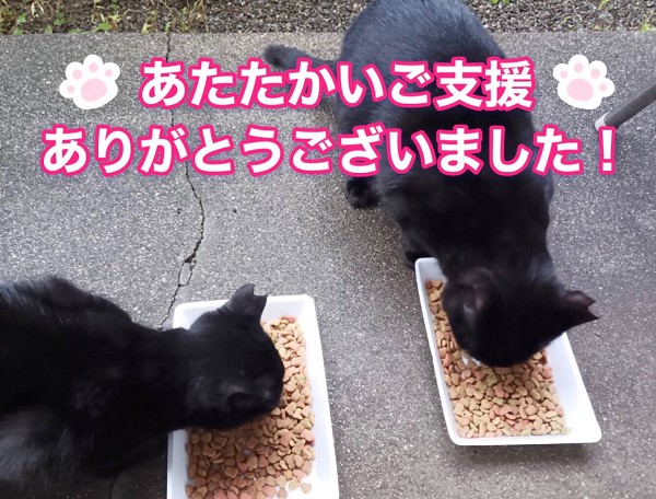 クラウドファンディング型ふるさと納税による寄附にご協力ありがとうございましたおかげ様で178名の方々にご支援をいただき目標金額を達成することができました皆様のあたたかいお気持ちに感謝いたしますご支援いただきましたお金はすべて日々TNRや猫の保護をがんばってくださっている方々の活動支援のためまた犬と猫のために使わせていただきますありがとうございました