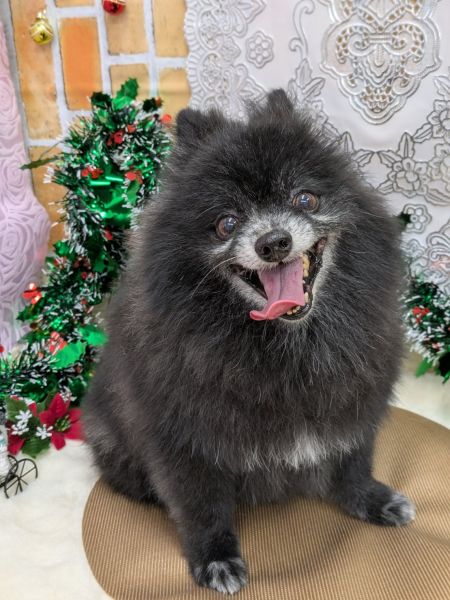 2025年12月2日　写真交換2025年9月20日　再募集スタート2025年9月20日　戻りました2025年9月13日　トライアル2025年8月24日　予約されました2025年8月17日　情報修正2025年6月11日　掲載				■募集番号　25-D5				■犬種	ポメラニアン				■性別	　オス（去勢済）8/27手術				■年齢	10歳（2015年3月28日生まれ）	■体重　4.3㎏			■ノミダニ駆除　駆除済み　　　				■ワクチン接種　	 接種済		■フィラリア	　陰性（25年度予防中）■狂犬病ワクチン　25年度未接種■ご飯　AIMS気管虚脱があります。現在、投薬等はありません。			性格は、寂しがり屋です。人が大好き！散歩も好きで喜んで出かけます。トイレはトレーニング中ですが、かなりうまくできるようになってきました。散歩でも排泄します。耳を触られることが苦手です。いたずらはほとんどなく、テーブルの上の人間の食べ物には興味がありません。生涯室内飼いをお願いいたします。玄関等ではなく、ご家族の皆様と一緒に過ごせる環境でお願いいたします。						犬の飼育経験のある方でお願い致します。						■連絡先　　　阿部　電話 080-3528-7538                                                              (仕事の都合により平日は夕方6時～夜9時にお願いします)					