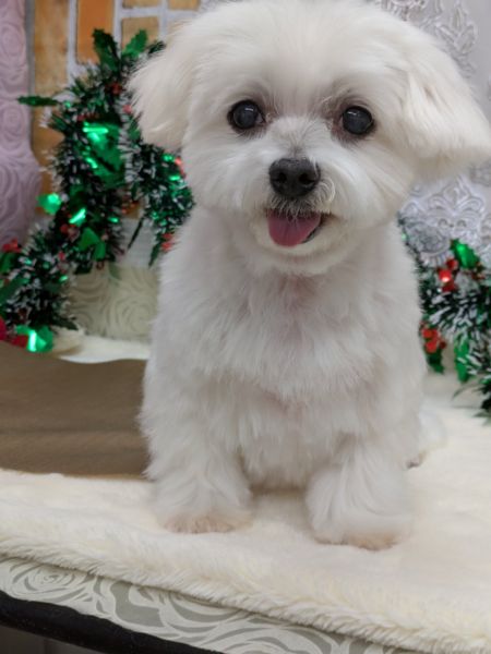 2025年12月2日　写真交換2025年9月28日　情報修正2025年9月21日　情報修正2025年8月17日　情報修正2025年6月22日　掲載				■募集番号　25-D4				■犬種	マルチーズ				■性別	　メス（避妊済・9/24）				■年齢	12歳（2013年8月1日生）	■体重　3.7㎏			■ノミダニ駆除　予防中				■ワクチン接種　	 25年度接種済（5月22日）		■フィラリア	　陰性（25年度予防中）■狂犬病ワクチン　25年度未接種■ご飯　ナチュラハ　グレインフリー9月24日避妊手術及び耳の腫瘍の切除を行いました。検査の結果、悪性のものではありませんでした。かゆみも減薬しながら様子を見ております。年齢を感じさせないくらい元気です。甘えん坊で、抱っこが大好きです。ソファに座っていると、抱っこをせがんできます。諦めが悪く、頑固な一面もあります。耳に腫瘍があり、避妊手術と併せて切除予定です。体を痒がる傾向があり、かゆみ止めを飲んでいます。食物アレルギーがあり、アレルゲンを除去したフードを食べています。排泄は、散歩時にしています。室内ですることはありません。生涯室内飼いをお願いいたします。玄関等ではなく、ご家族の皆様と一緒に過ごせる環境でお願いいたします。						犬の飼育経験のある方でお願い致します。						■連絡先　　　阿部　電話 080-3528-7538                                                              (仕事の都合により平日は夕方6時～夜9時にお願いします)	