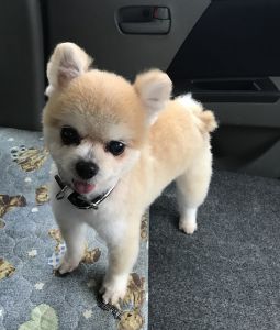 2021年5月3日　掲載2022年4月11日　動画掲載				■募集番号　20-D10					■犬種	ポメラニアン					■性別	メス（未避妊）				■年齢	11歳	■体重　2.22㎏			■ノミダニ駆除	予防中				■ワクチン接種	済　6種			■フィラリア	予防中■狂犬病ワクチン　前年度接種済					人馴れしています。要求吠えがあります。						年齢的に気になる症状も出てきています（心雑音があり、投薬中、おなかが弱く、軟便、血便になることがあります）					甘えん坊さんの彼女を家族にしてください												■連絡先　　　阿部　電話 080-3528-7538                                                              (仕事の都合により平日は夕方6時～夜9時にお願いします)											