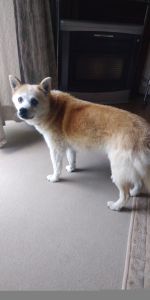 2022年6月14日　掲載				■募集番号　22-D3			■犬種	雑種			■性別	メス（未避妊）					■年齢	12歳位					■体重	5.4㎏					■ノミダニ駆除	プラクティック				■ワクチン接種	済　６種			■フィラリア　陰性　ミベルマイシン使用■狂犬病ワクチン　今年度接種済散歩はあまり得意ではありません。排尿がしたくなると教えます。抱っこは苦手です。じっくり付き合っていただきたいので、単頭飼育でお願いします。この子の性格・体調をご理解いただいている方、家族に迎えてください。								■連絡先	阿部　電話 080-3528-7538                                                              (仕事の都合により平日は夕方6時～夜9時にお願いします)	