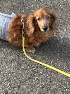 2025年5月8日　掲載				■募集番号　25-D1				■犬種	ミニチュアダックスフンド				■性別	　オス（去勢済）				■年齢	15歳（2010年5月2日生まれ）	■体重　6.0㎏			■ノミダニ駆除　　　駆除済み　　　				■ワクチン接種　　	 24年度未接種			■フィラリア	　陰性■狂犬病ワクチン　24年度接種済甲状腺機能低下症で治療中です。皮膚が弱く、お腹も弱い子で便が軟便傾向にあります。				性格は、甘えん坊で人懐い子ですが、要求吠えがあり、躾をしています。トイレは、決まった場所でしてくれます。生涯室内飼いをお願いいたします。玄関等ではなく、ご家族の皆様と一緒に過ごせる環境でお願いいたします。						犬の飼育経験のある方でお願い致します。						■連絡先　　　阿部　電話 080-3528-7538                                                              (仕事の都合により平日は夕方6時～夜9時にお願いします)					