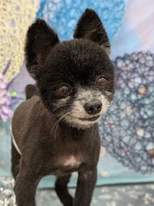 2025年6月11日　掲載				■募集番号　25-D5				■犬種	ポメラニアン				■性別	　オス（未去勢）				■年齢	10歳（2015年3月28日生まれ）	■体重　4.3㎏			■ノミダニ駆除　駆除済み　　　				■ワクチン接種　	 接種済		■フィラリア	　陰性（25年度予防中）■狂犬病ワクチン　25年度未接種気管虚脱があり治療中です。				性格は、寂しがり屋です。人が大好き！散歩も好きで喜んで出かけます。トイレはトレーニング中ですが、かなりうまくできるようになってきました。いたずらはほとんどなく、テーブルの上の人間の食べ物には興味がありません。生涯室内飼いをお願いいたします。玄関等ではなく、ご家族の皆様と一緒に過ごせる環境でお願いいたします。						犬の飼育経験のある方でお願い致します。						■連絡先　　　阿部　電話 080-3528-7538                                                              (仕事の都合により平日は夕方6時～夜9時にお願いします)					