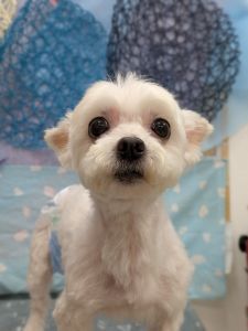 2025年8月17日　掲載		■募集番号　25-D3					■犬種	マルチーズ×チワワ				■性別	　メス（避妊済）				■年齢	10歳（2015年5月26日生）	■体重　3.5㎏			■ノミダニ駆除　　　予防中　　				■ワクチン接種　　	 25年度接種済（5月22日）			■フィラリア	　陰性（イベルメクチンにて予防中）■狂犬病ワクチン　25年度未接種■ご飯　手作り食				性格的には甘えん坊。頑固な一面、わがままな一面があります。食物アレルギーがあり、現在手作り食を食べています。室内外の排泄が可能です（時々失敗もあります）。散歩は大好きです。４時間程度のお留守番が出来ます。膣脱があり、避妊手術時に合わせて処置をしました。取ったものは、悪いものではありませんでした。生涯室内飼いをお願いいたします。玄関等ではなく、ご家族の皆様と一緒に過ごせる環境でお願いいたします。						アレルギーのため、食事の管理が必要です。犬の飼育経験のある方・食事の管理ができる方でお願い致します。						■連絡先　　　阿部　電話 080-3528-7538                                                              (仕事の都合により平日は夕方6時～夜9時にお願いします)					