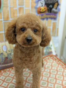 2025年11月7日　情報修正2025年11月3日　掲載		■募集番号　25-D6					■犬種	トイプードル				■性別	　オス（未去勢・手術予定あり）				■年齢	7歳（2018年11月14日生）	■体重　5.6㎏			■ノミダニ駆除　　予防中　　				■ワクチン接種　　接種済(6種)			■フィラリア	　陰性■狂犬病ワクチン　25年度未接種■ご飯　ロイヤルカナン　消化器サポート低脂肪慢性膵炎が見つかりました。適切な食事管理が必要です。現在、投薬は行なっておらず、食事療法だけ行なっています。				寂しがり屋で甘えん坊。お散歩が大好きです。排泄は、ほとんど散歩で済ませます。お留守番はできますが、性格的に少ないほうが好ましいと思われます。猫は苦手です。生涯室内飼いをお願いいたします。玄関等ではなく、ご家族の皆様と一緒に過ごせる環境でお願いいたします。						その他に関しましてはお電話でお伝えいたします。						■連絡先　　　阿部　電話 080-3528-7538                                                              (仕事の都合により平日は夕方6時～夜9時にお願いします)					